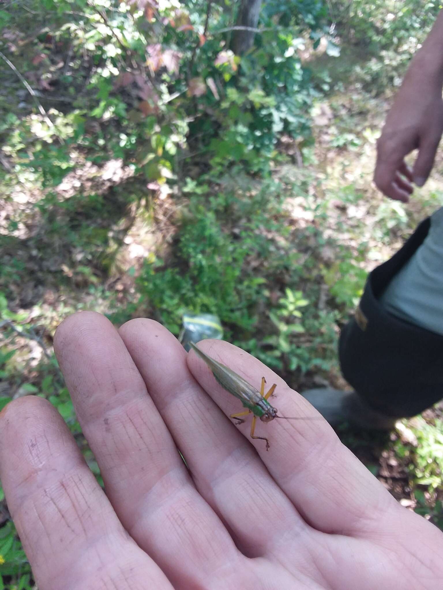 Image of Black-legged Meadow Katydid