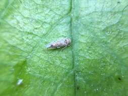 Image of Variegated Grape Leafhopper