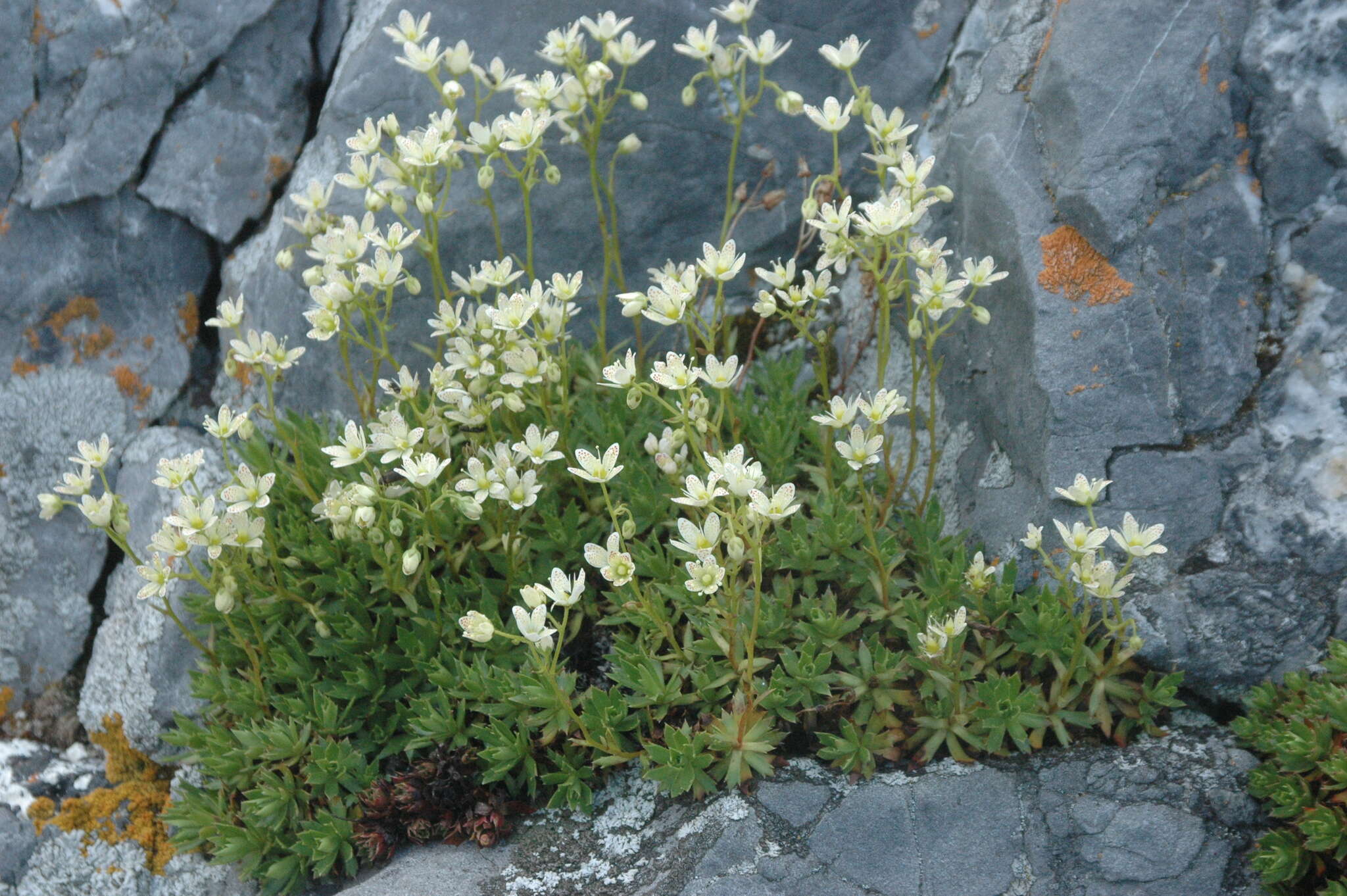 Imagem de Saxifraga tricuspidata Rottb.