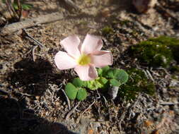 Sivun Oxalis pulchella var. tomentosa Sond. kuva