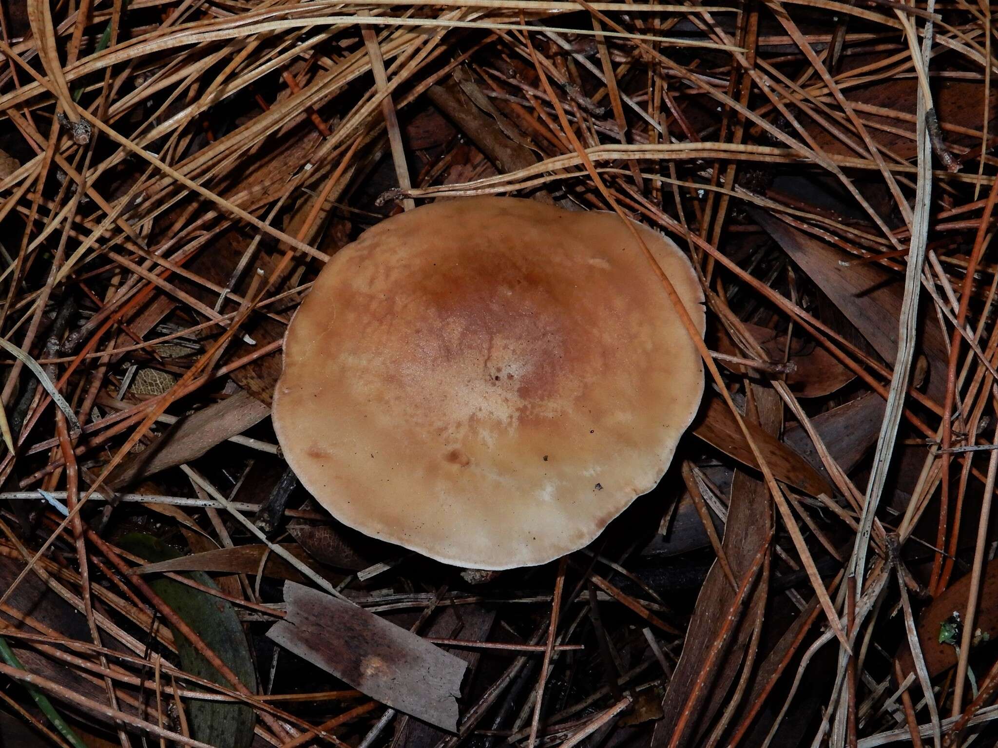 Plancia ëd Clitopilus piperitus (G. Stev.) Noordel. & Co-David 2009