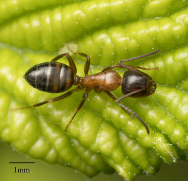 Image of Essig's Carpenter Ant