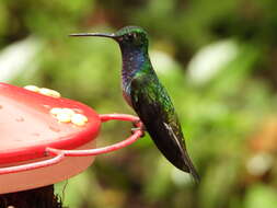 Image of Green-backed Hillstar