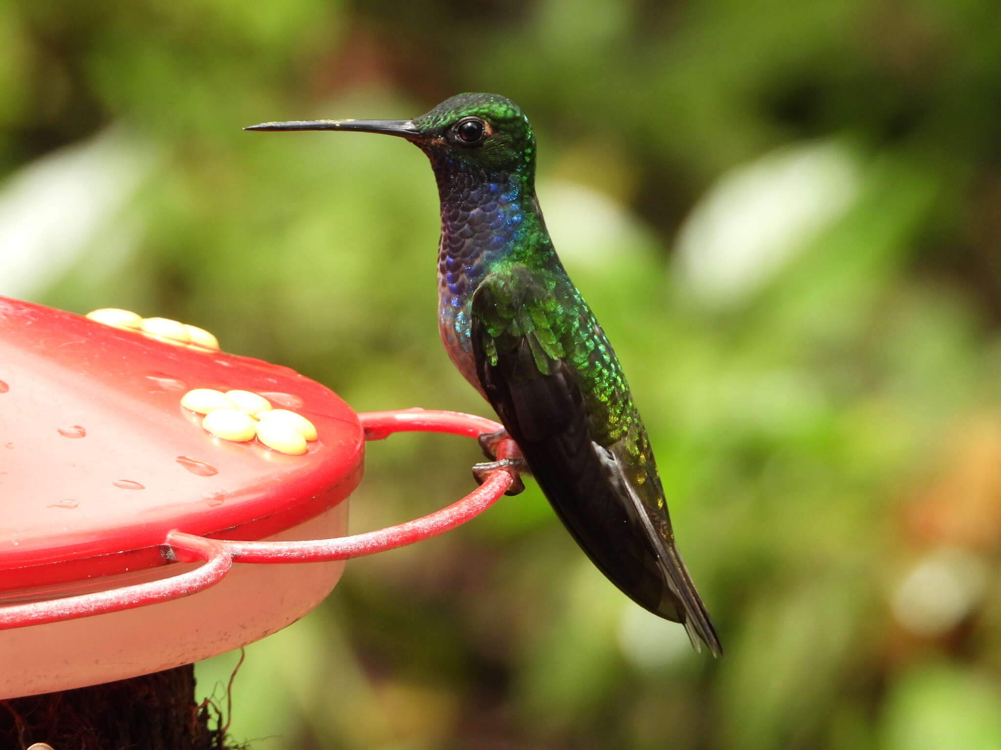 Image of Green-backed Hillstar