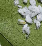 Image of Whitefly