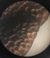 Image of Hymenochaete setipora (Berk.) S. H. He & Y. C. Dai 2012
