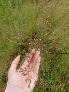 Imagem de Verbena montevidensis Spreng.