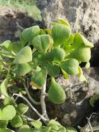 Image of Aeonium goochiae Webb. & Berth.