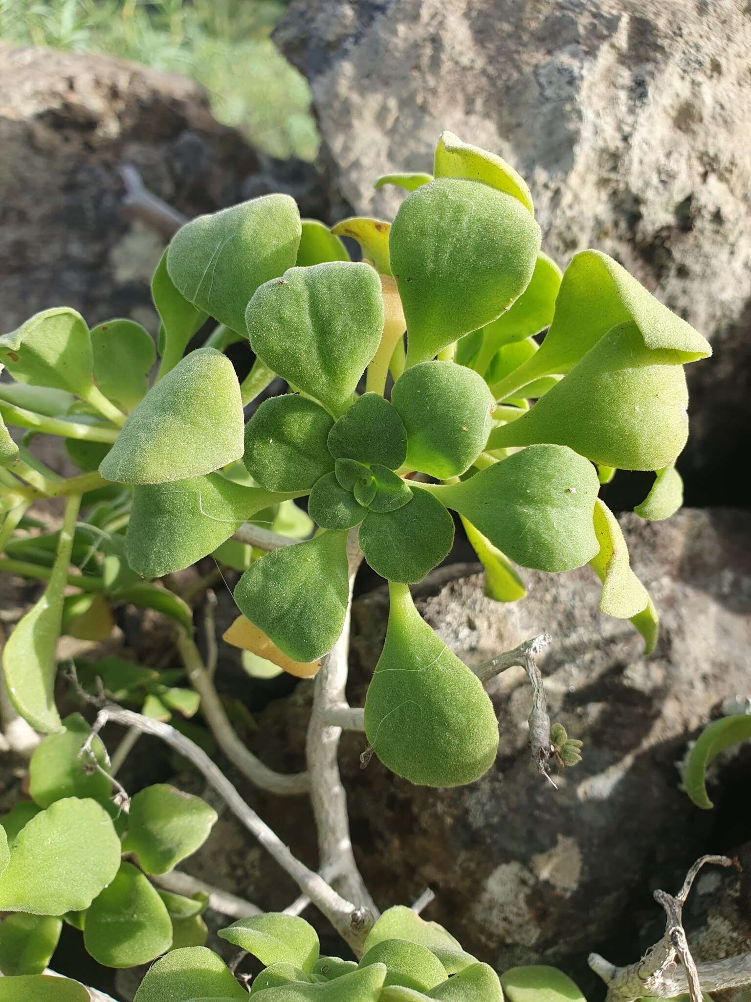 Image of Aeonium goochiae Webb. & Berth.