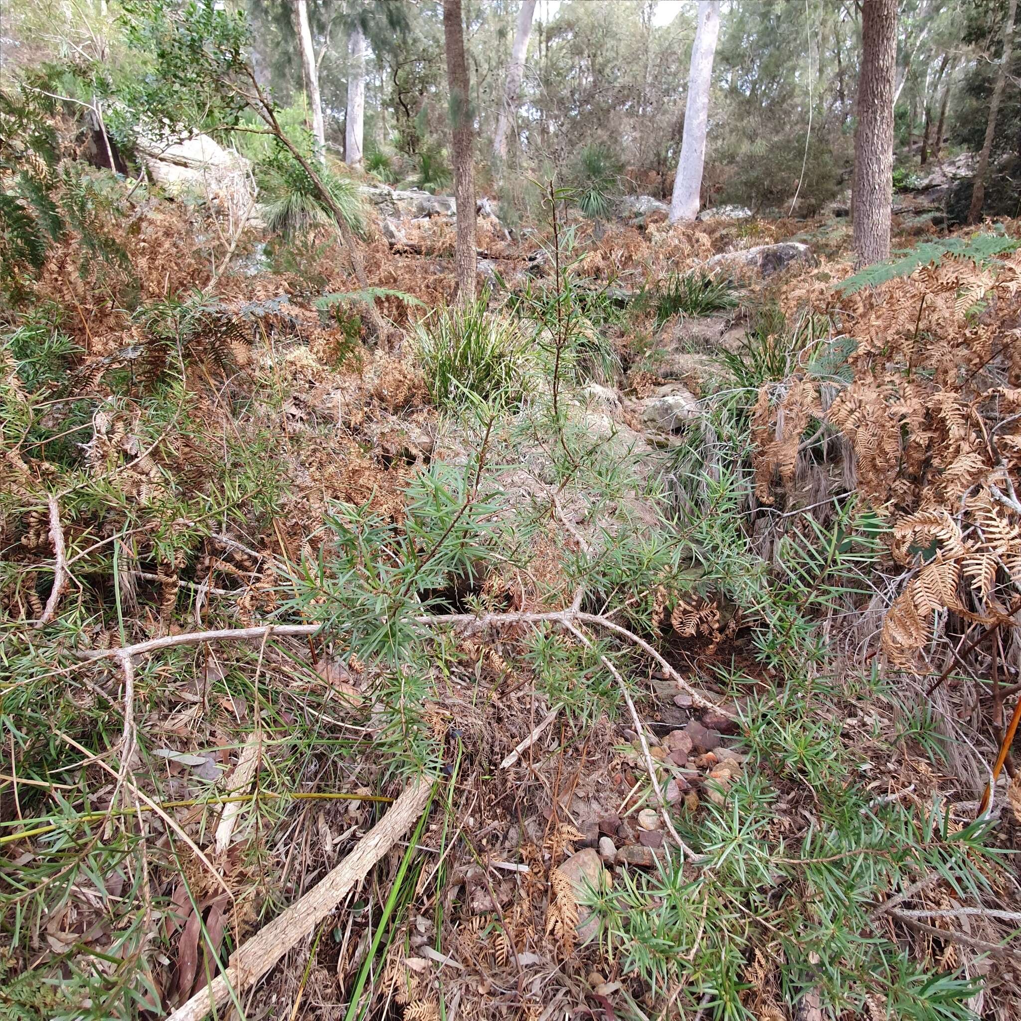 Image of Podocarpus spinulosus (Sm.) R. Br. ex Mirb.