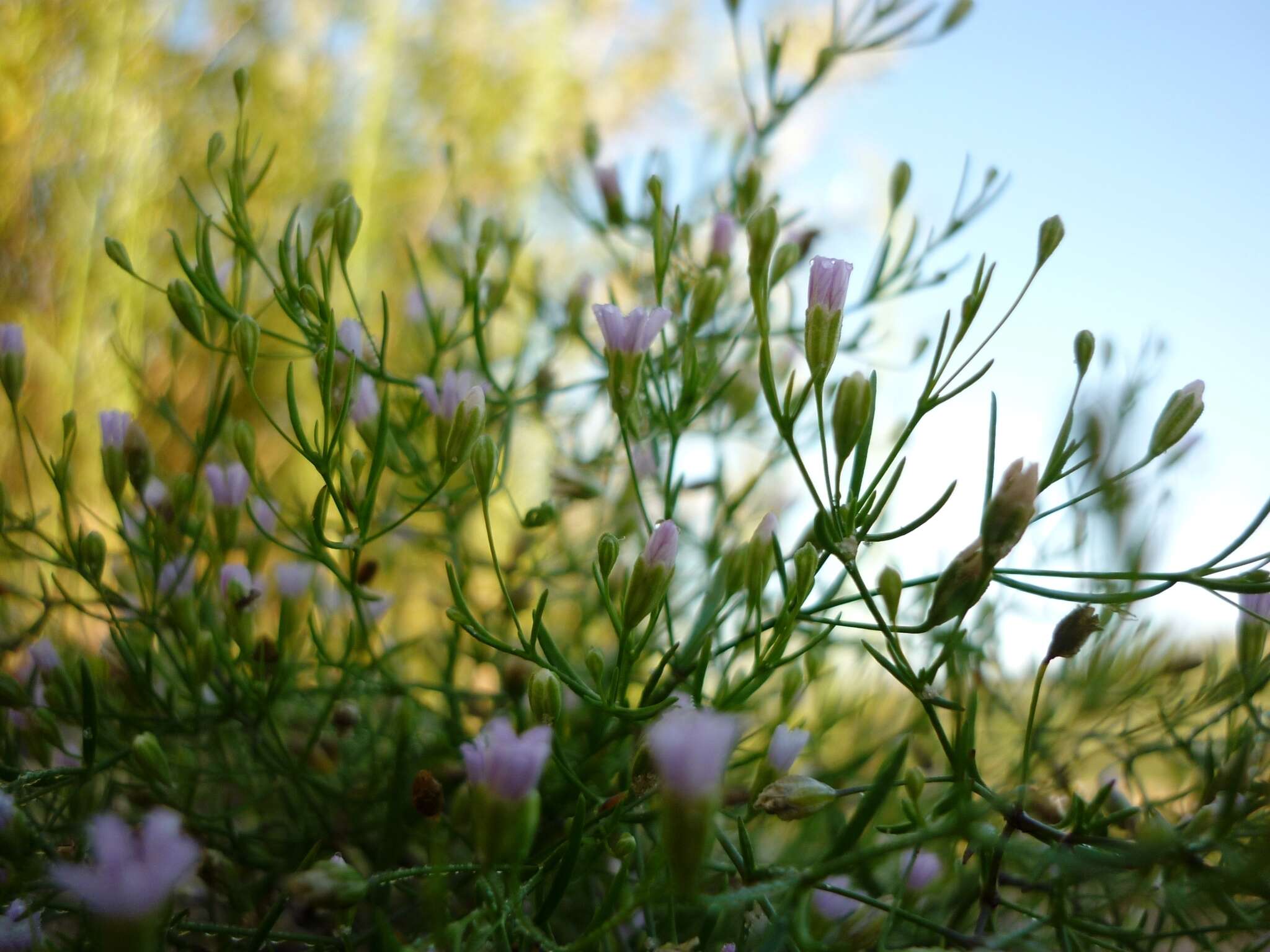 Image of Russian vine