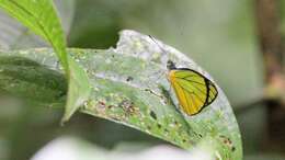 Image of Leptophobia caesia (Lucas 1852)