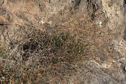 Image of Launaea lanifera Pau