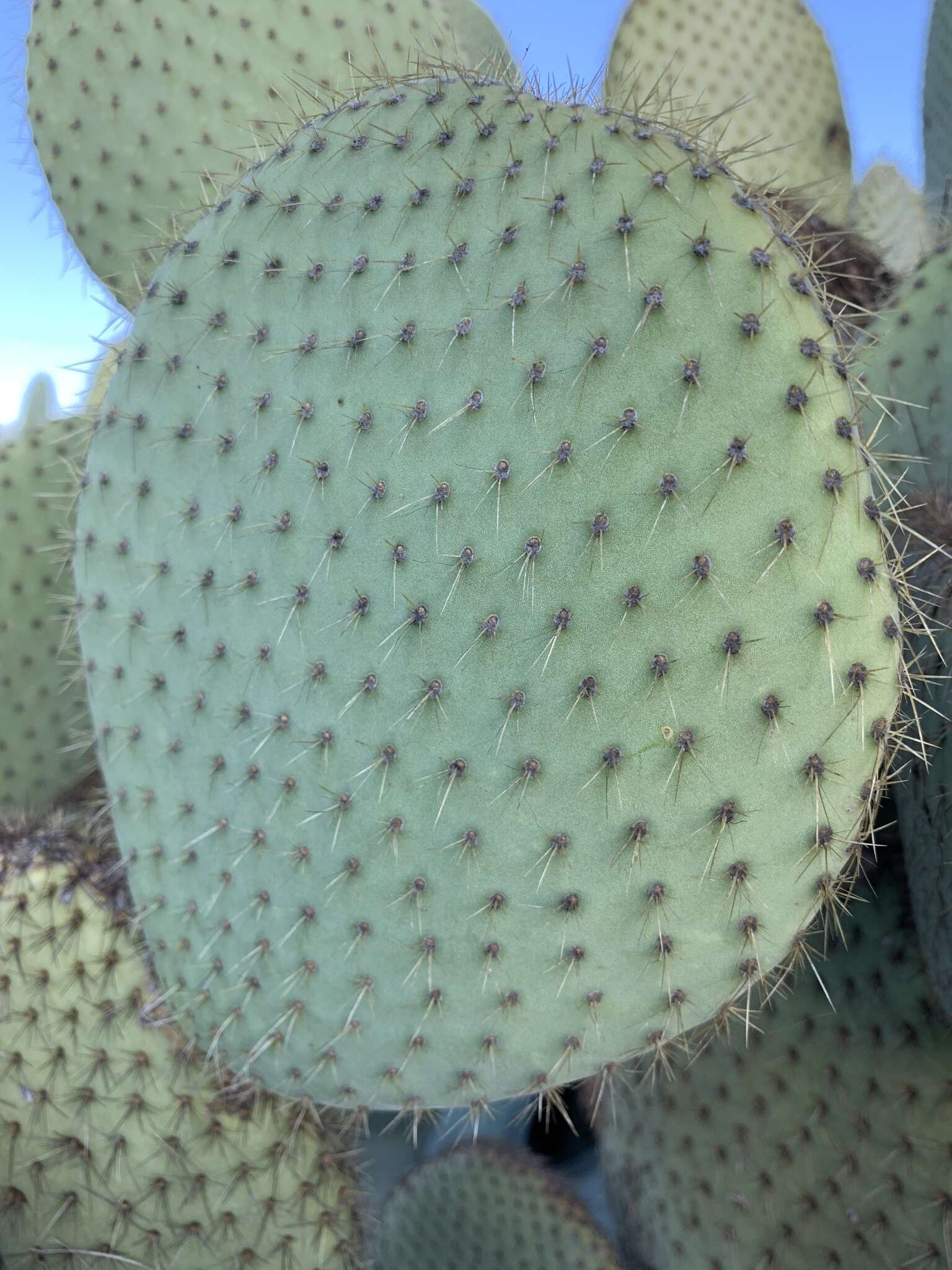 Image of Arborescent Pricklypear