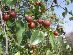 Image of Buffalo thorn