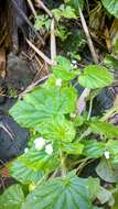 Image of Brazilian Begonia