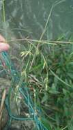 Image of Mauritian grass