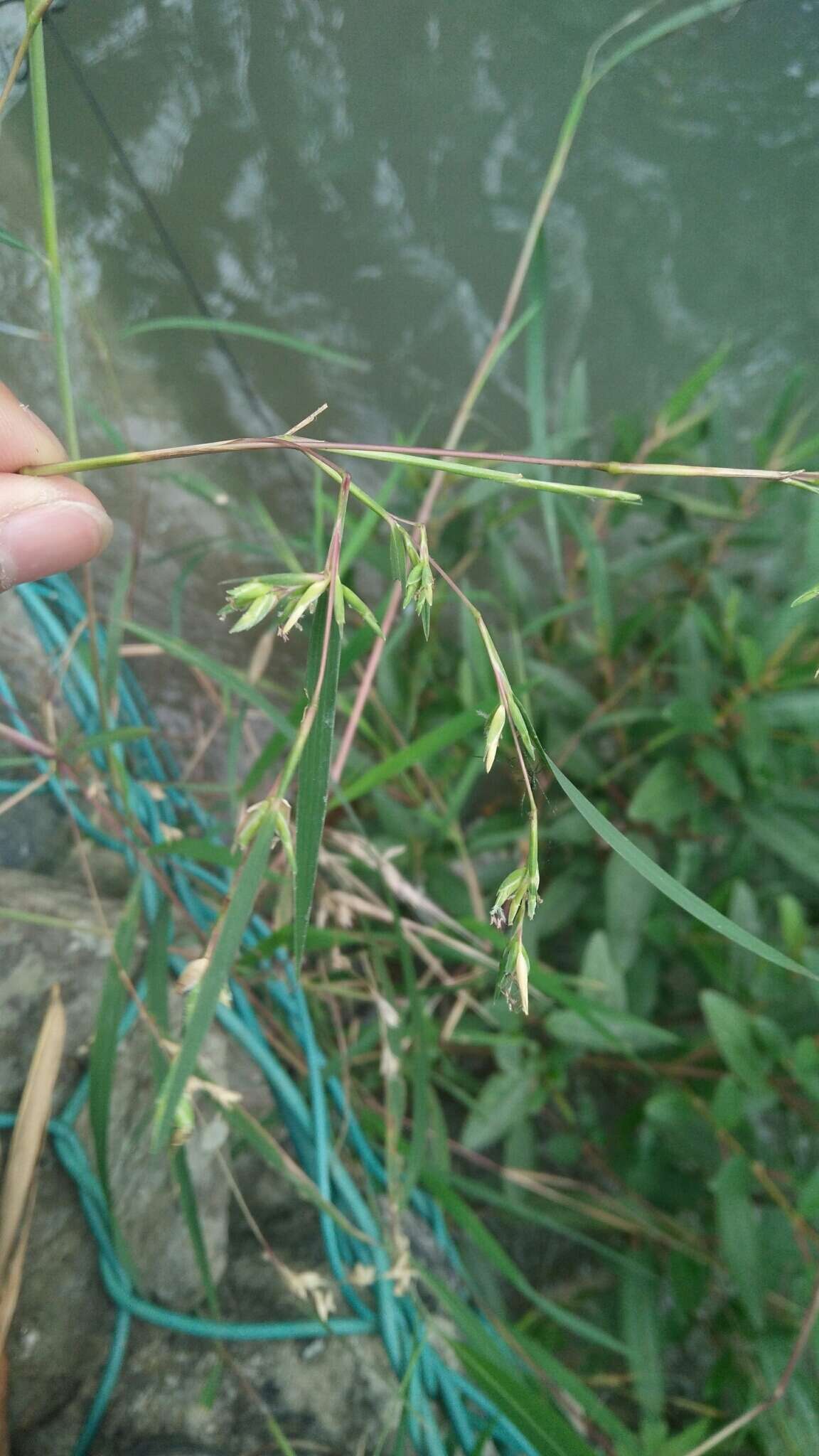 Image of Mauritian grass