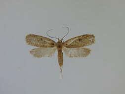 Image of Agonopterix argillacea Walsingham 1881