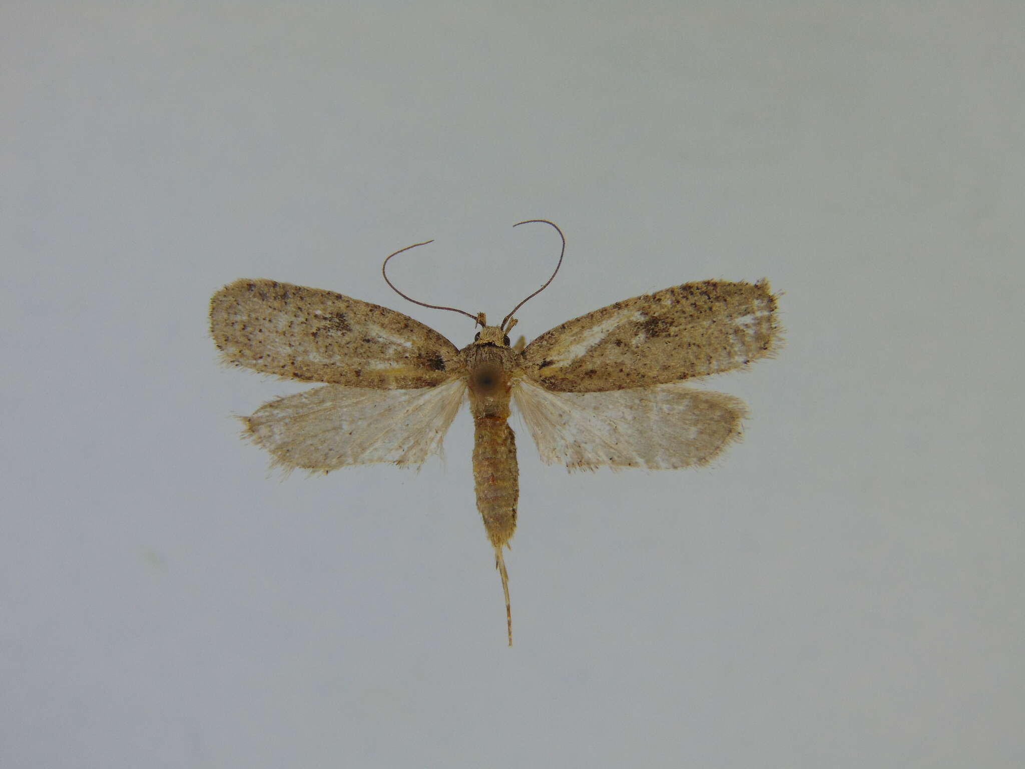 Image of Agonopterix argillacea Walsingham 1881