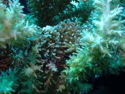 Image de Acropora echinata (Dana 1846)