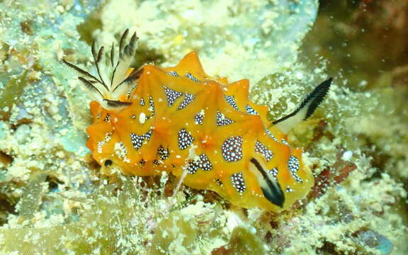 Image of Halgerda indotessellata Tibiriçá, Pola & Cervera 2018