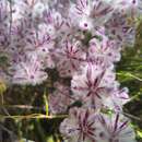 Image of Ptilotus stirlingii subsp. stirlingii