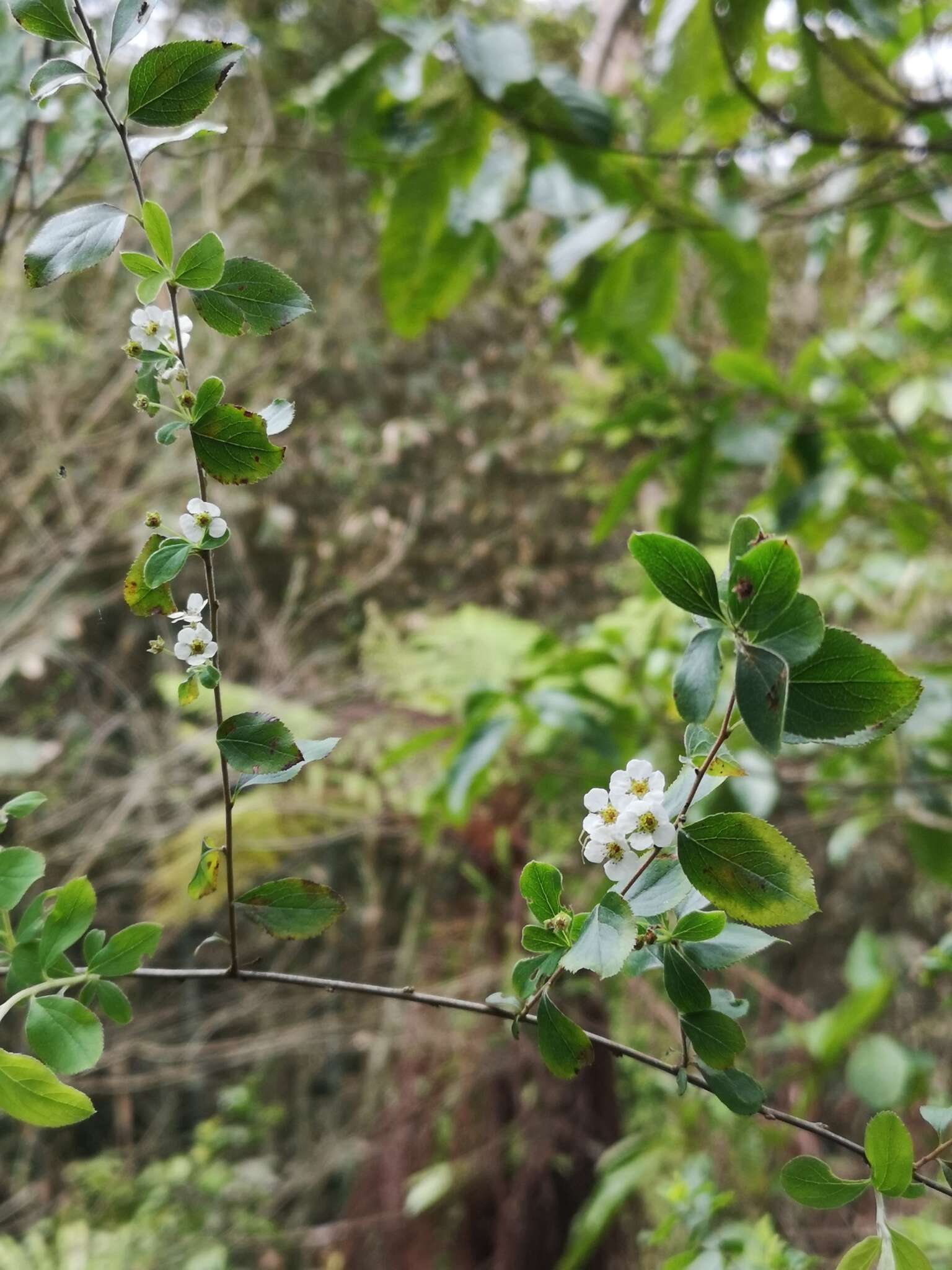 Image of Spiraea prunifolia var. pseudoprunifolia (Hayata ex Nakai) H. L. Li