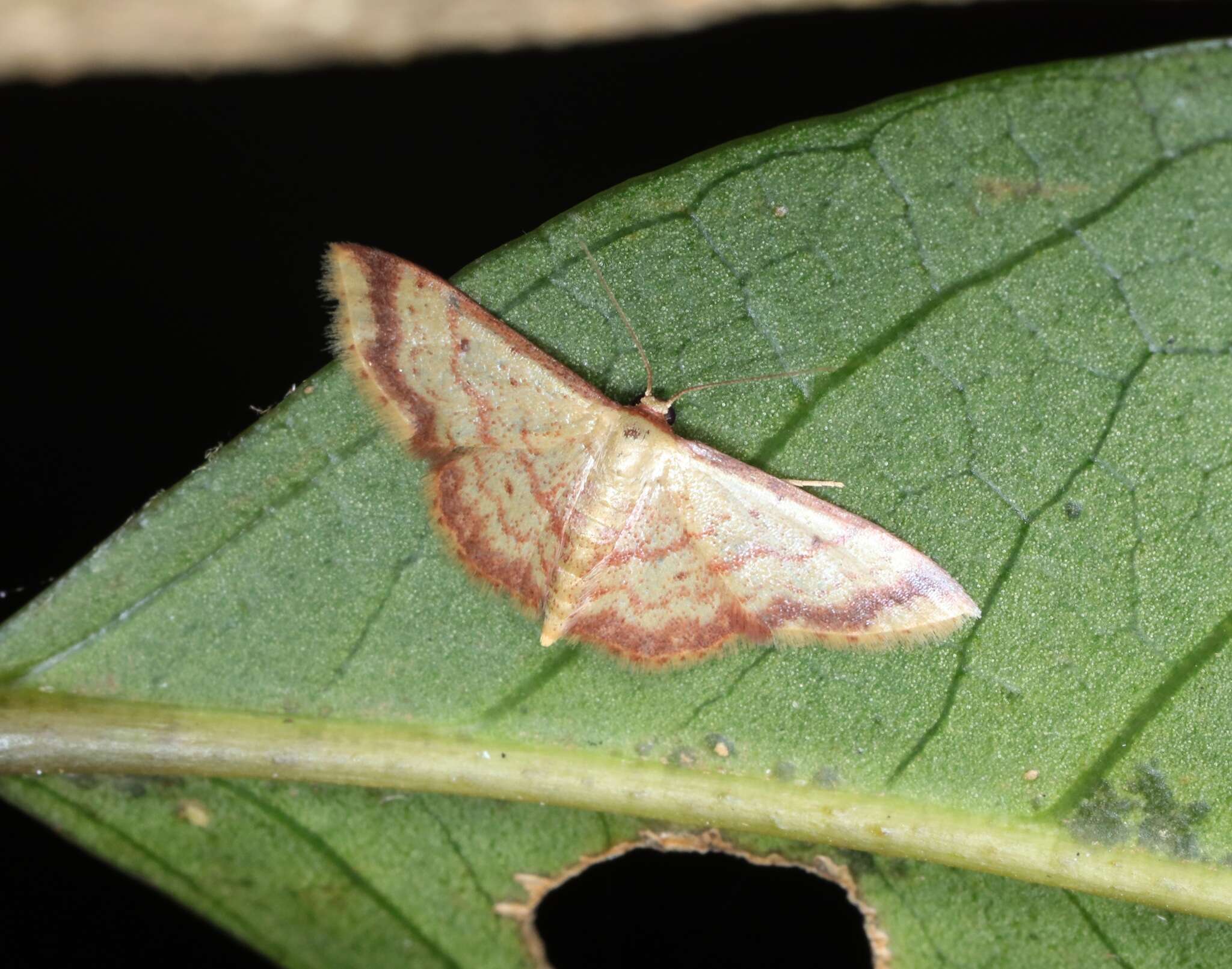 Image of Idaea impexa Butler 1879