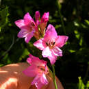 Image of <i>Gladiolus <i>communis</i></i> var. communis