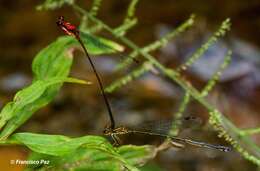 Image of Protoneura sanguinipes Westfall 1987