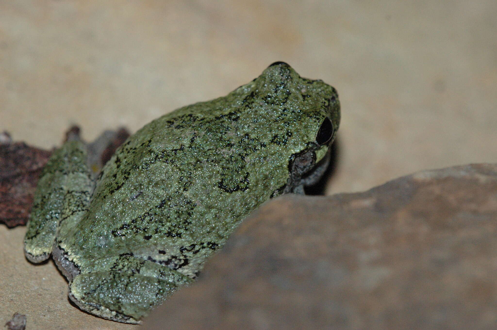 Image of Gray Treefrog