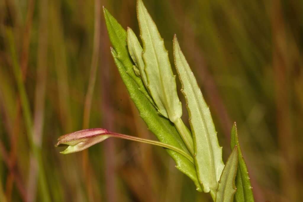 Image of Mimulus strictus Benth.