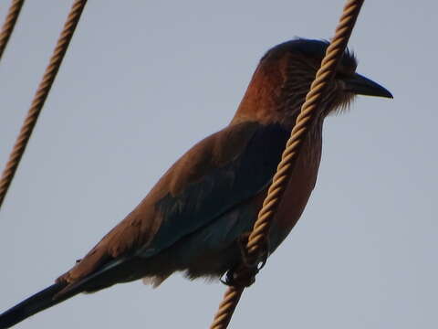 Image of Indian Roller