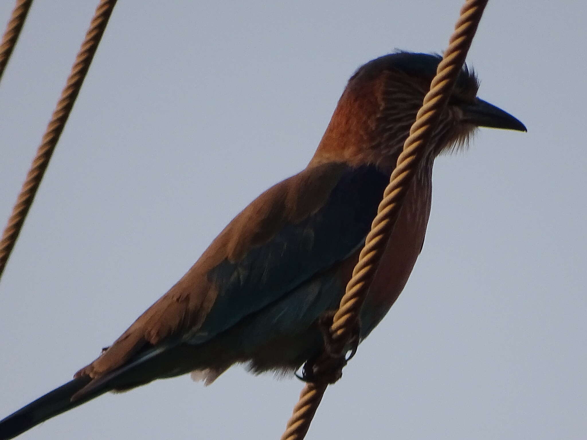 Imagem de Coracias benghalensis (Linnaeus 1758)