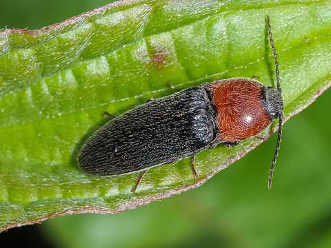 Image of <i>Melanotus leonardi</i>