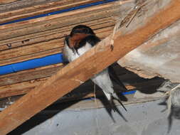 Hirundo lucida Hartlaub 1858 resmi