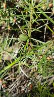 Imagem de Persoonia juniperina Labill.