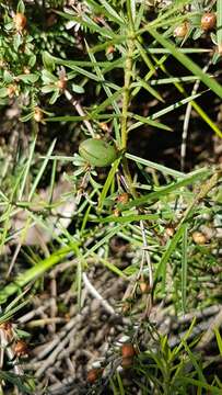 Imagem de Persoonia juniperina Labill.