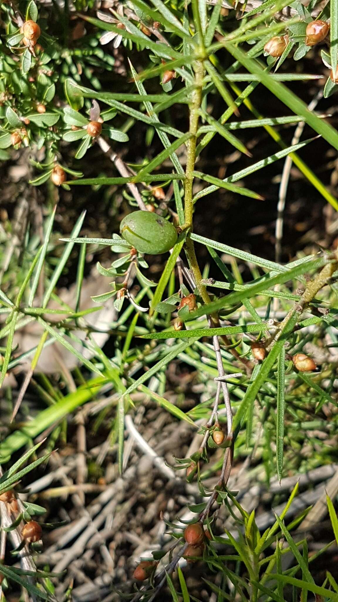 Imagem de Persoonia juniperina Labill.