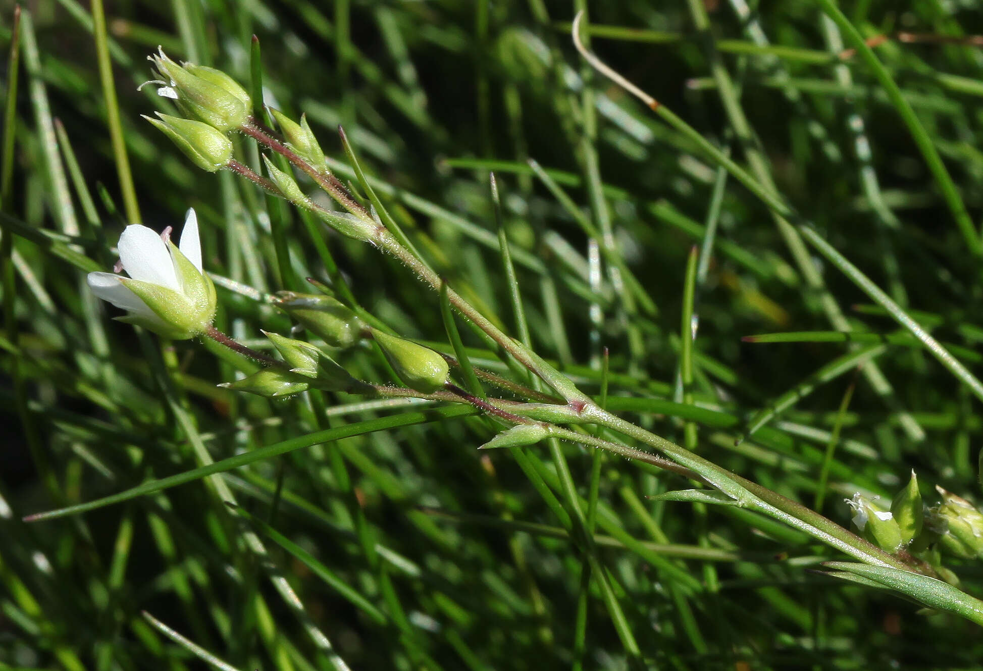 Minuartia hirsuta subsp. oreina Mattf.的圖片