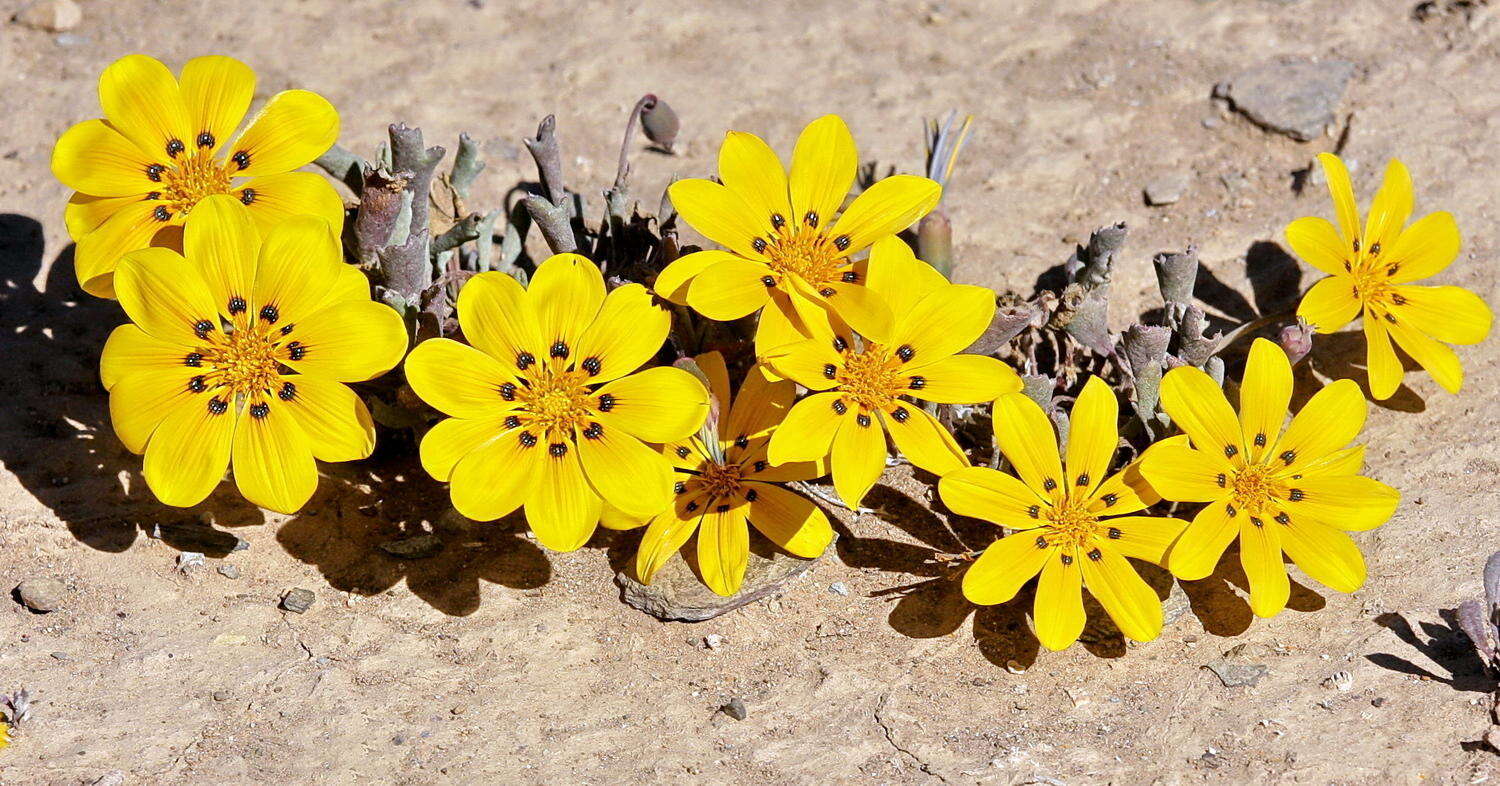 Image of Gazania lichtensteinii Less.