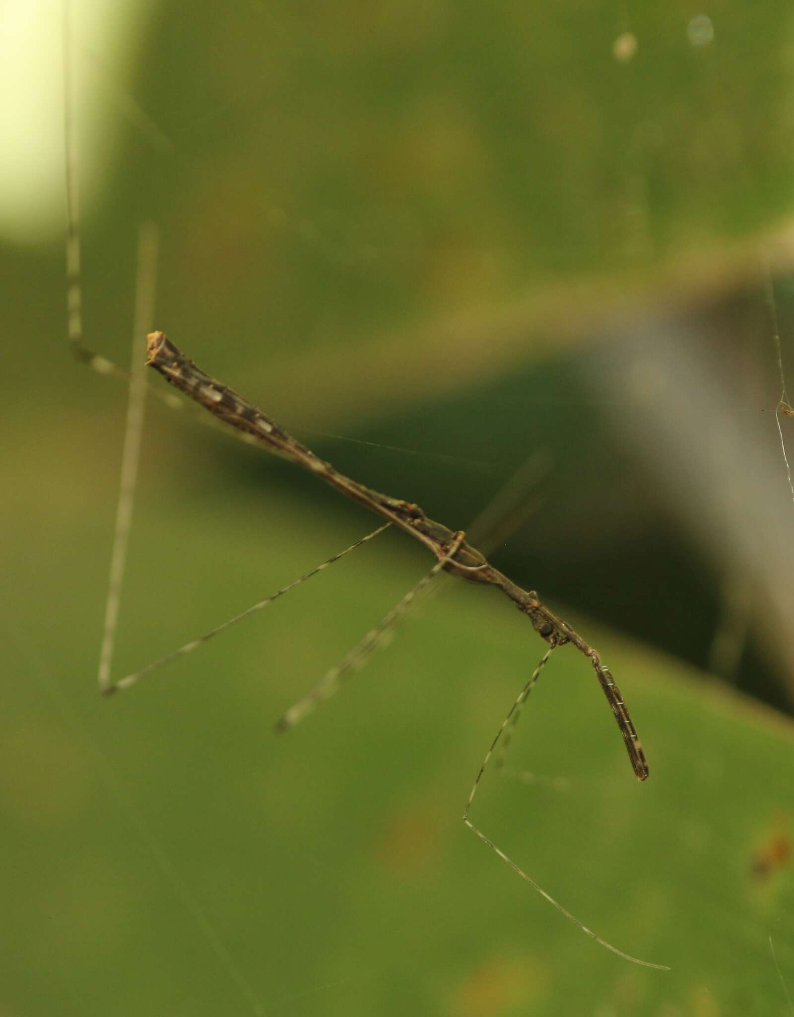 Image of Eugubinus reticolus Distant 1915