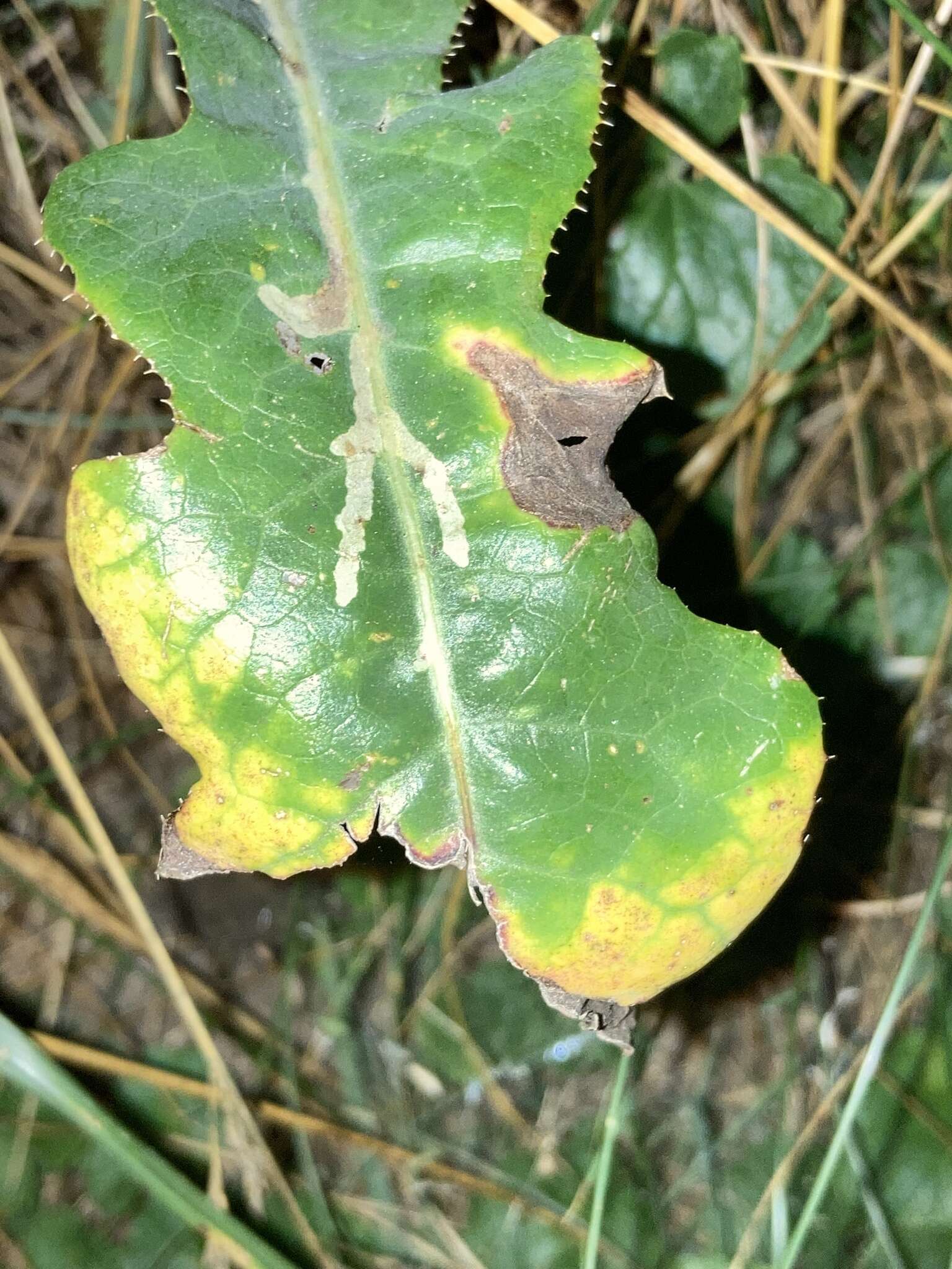 Image of Xylella fastidiosa