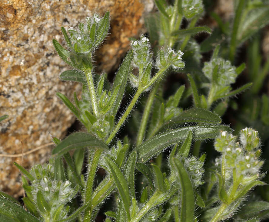 Plancia ëd Cryptantha barbigera var. barbigera