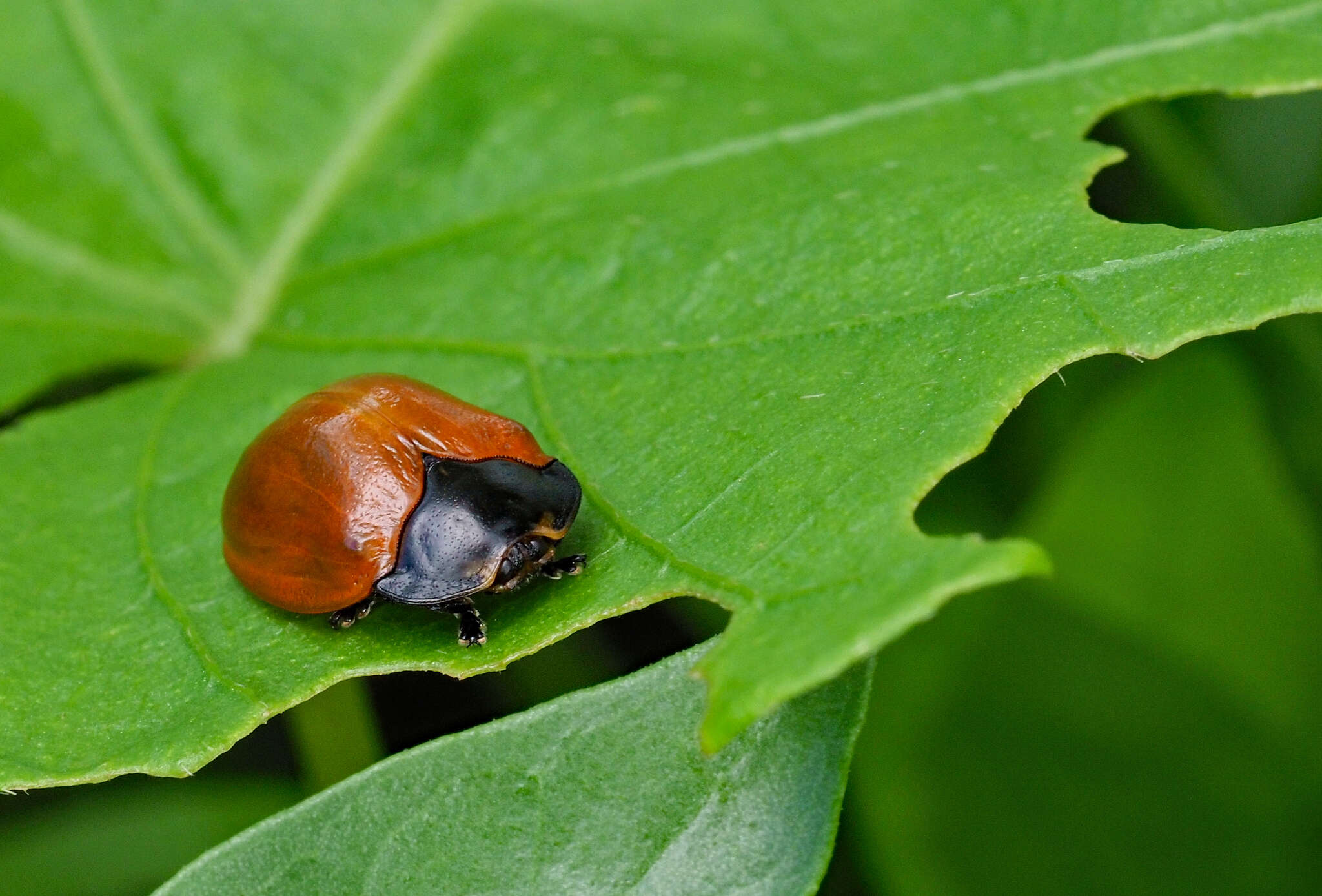 Image of Tortoise beetle