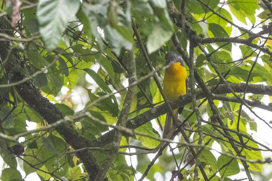 Image of Lagden's Bush Shrike