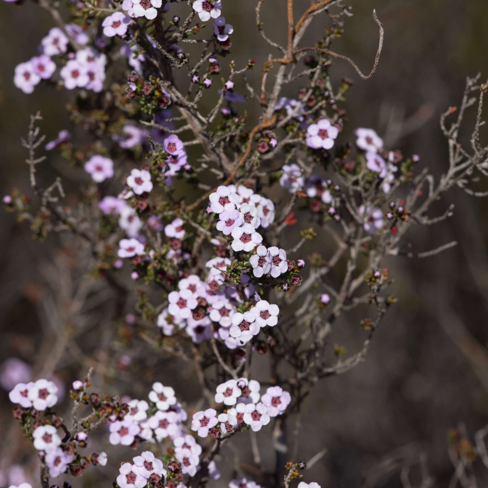 Image of Rinzia orientalis Rye