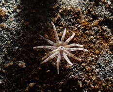 Image of cryptic burrowing anemone