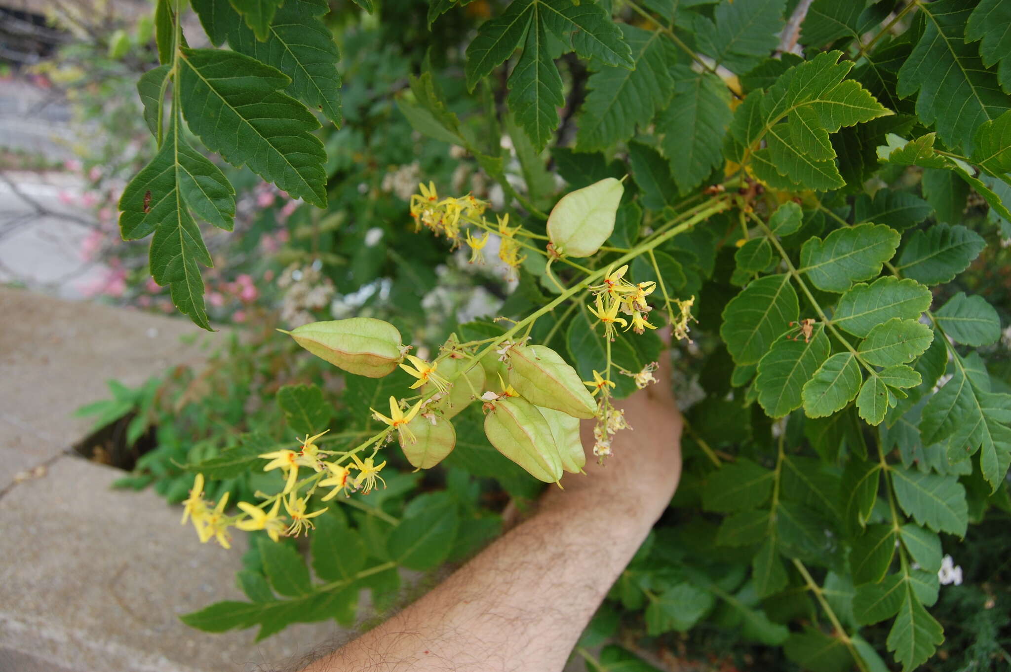 Image of Golden-rain tree